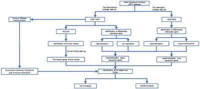 The identification of hub-methylated differentially expressed genes in osteoarthritis patients is based on epigenomic and transcriptomic data